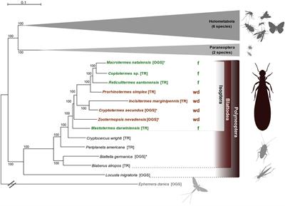 No Evidence for Single-Copy Immune-Gene Specific Signals of Selection in Termites